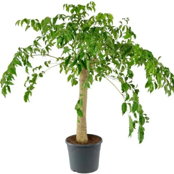 Chinese heteropanax