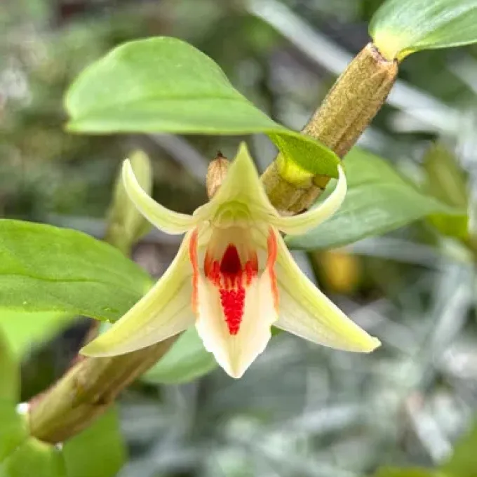 Dendrobium cruentum