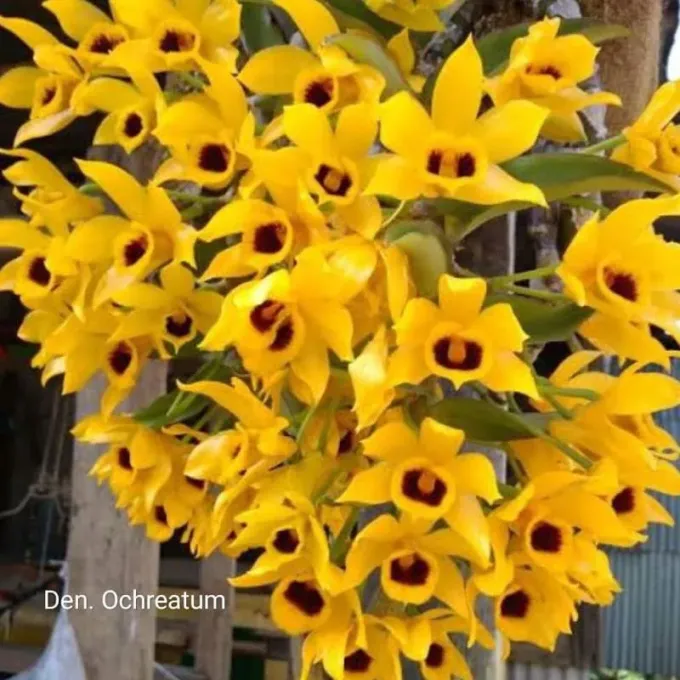 Dendrobium ochreatum