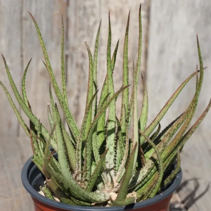 Aloe bellatula