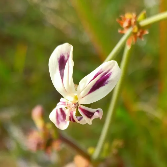 Night-scented pelargonium