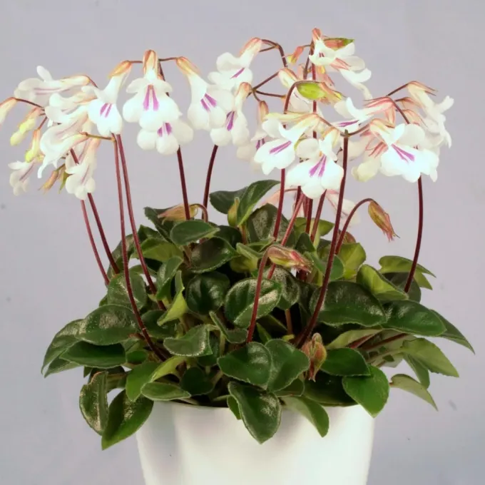 Chirita tamiana