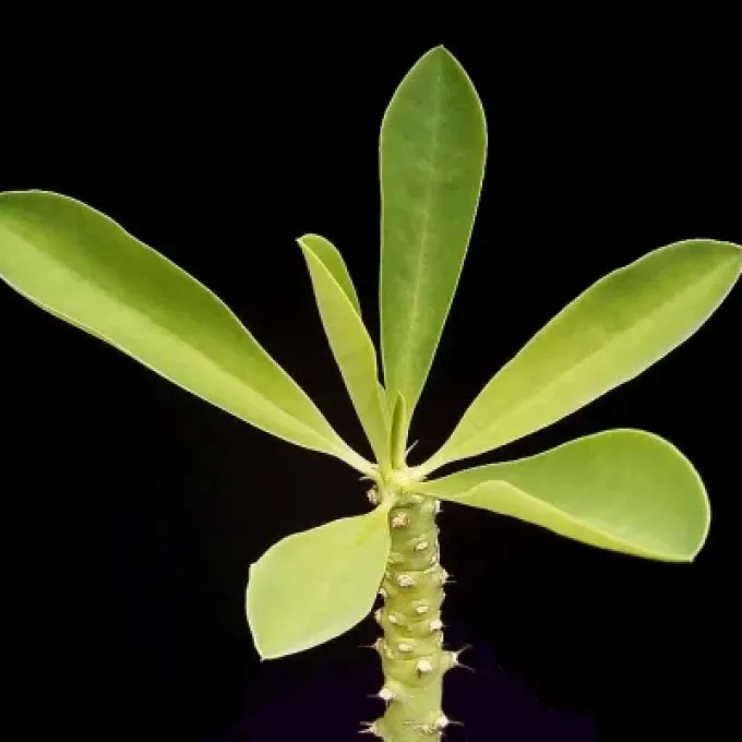 Tisserant's Spurge