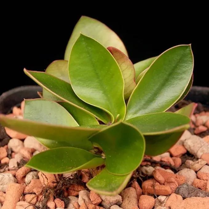 Quartziticola Euphorbia