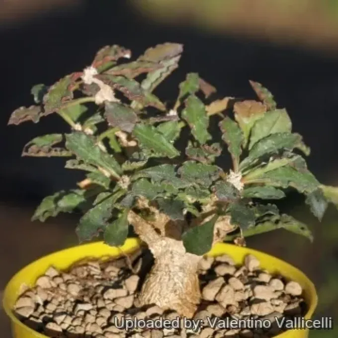 Euphorbia ambovombensis