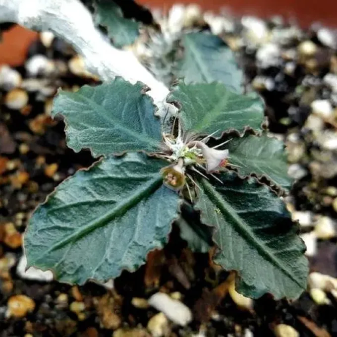 Euphorbia parvicyathophora