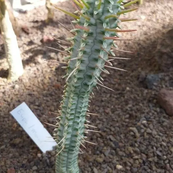 Euphorbia monadenioides