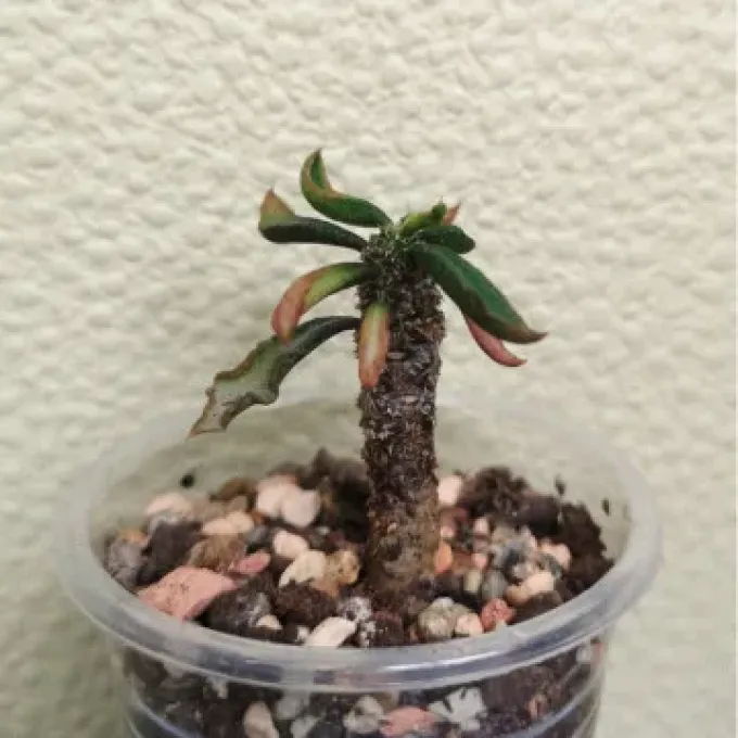 Decary's Spurge