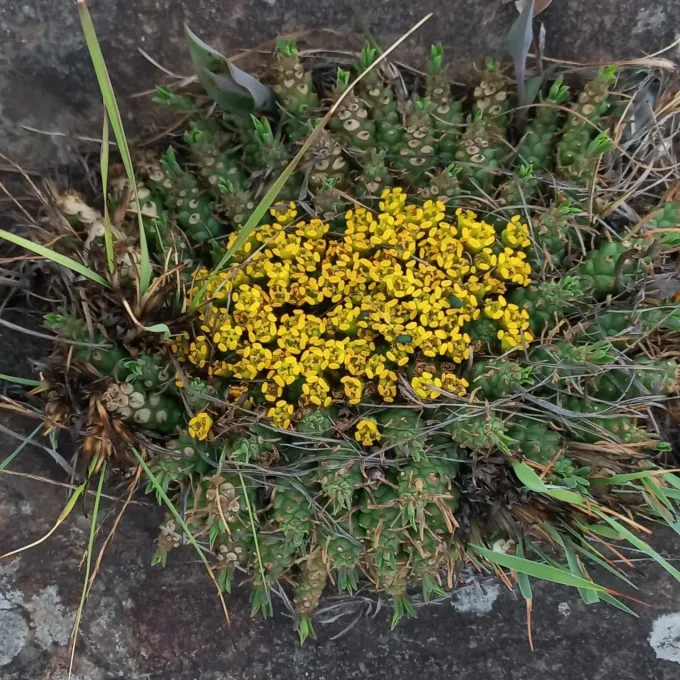 Euphorbia flanaganii