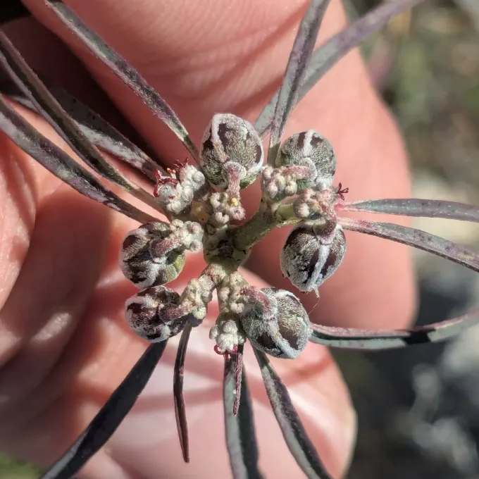 Euphorbia eriantha