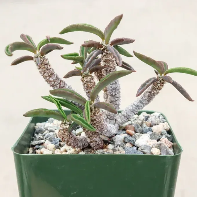 Euphorbia cylindrifolia