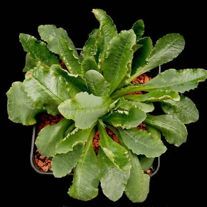 Euphorbia primulifolia