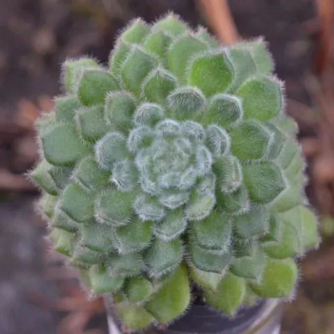 Euphorbia setosa