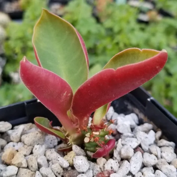 Poinsettia