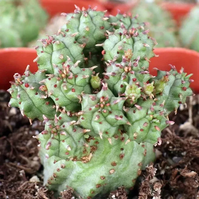 Euphorbia submamillaris