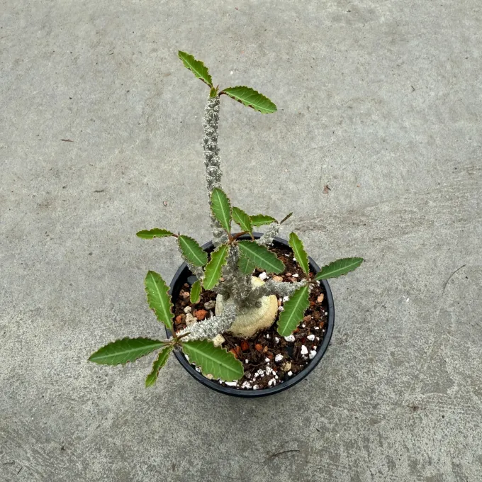 Euphorbia suzannae-marnierae