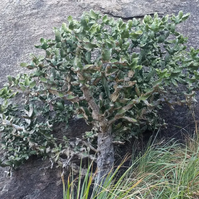 Euphorbia tortilis