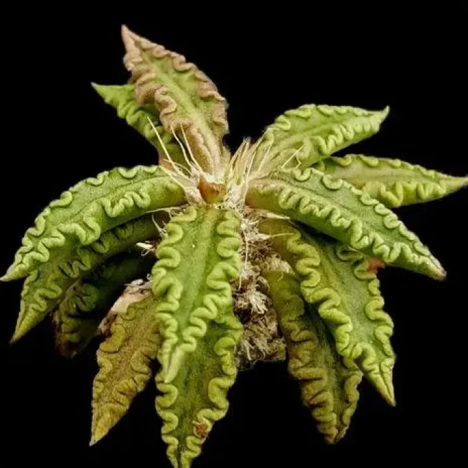 Euphorbia tulearensis