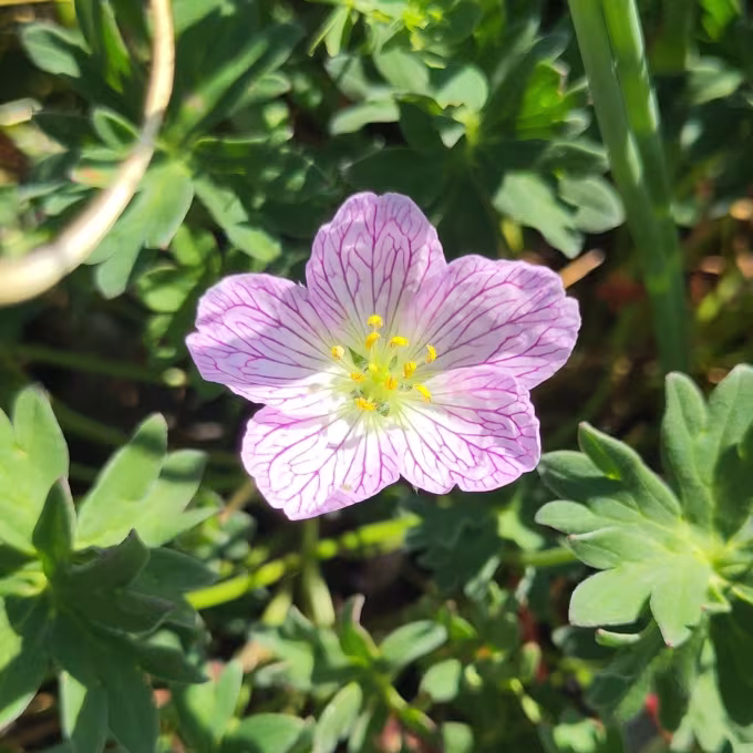 Ashy cranesbill