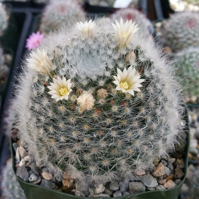 Mammillaria albicoma