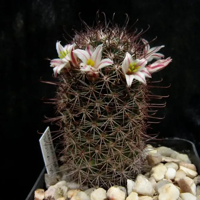 Mammillaria bocensis