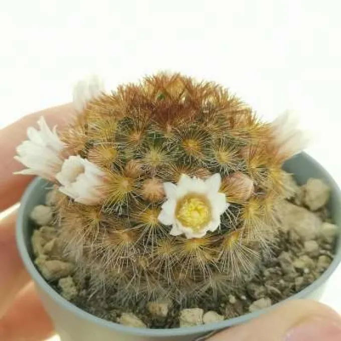 Mammillaria carmenae