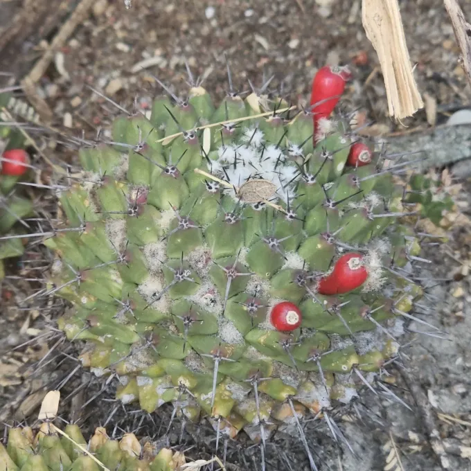 Mammillaria carnea