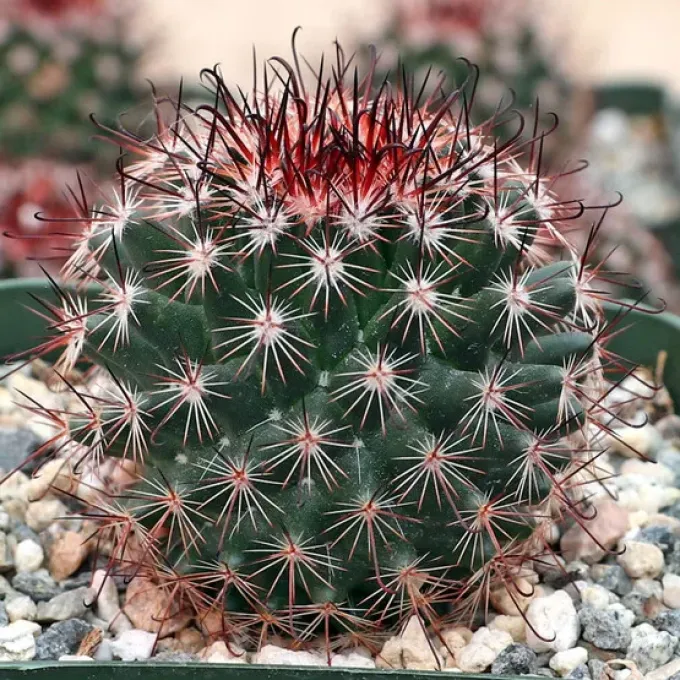 Mammillaria duoformis