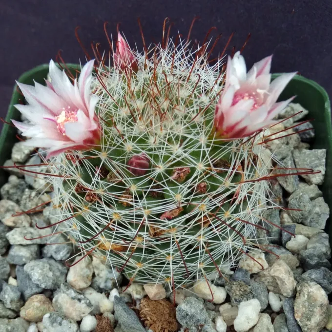 Mammillaria fittkaui