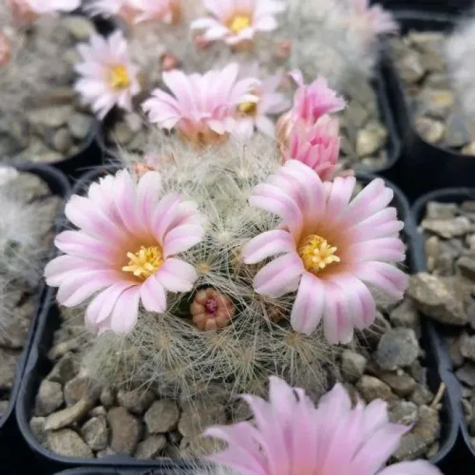 Mammillaria glassii