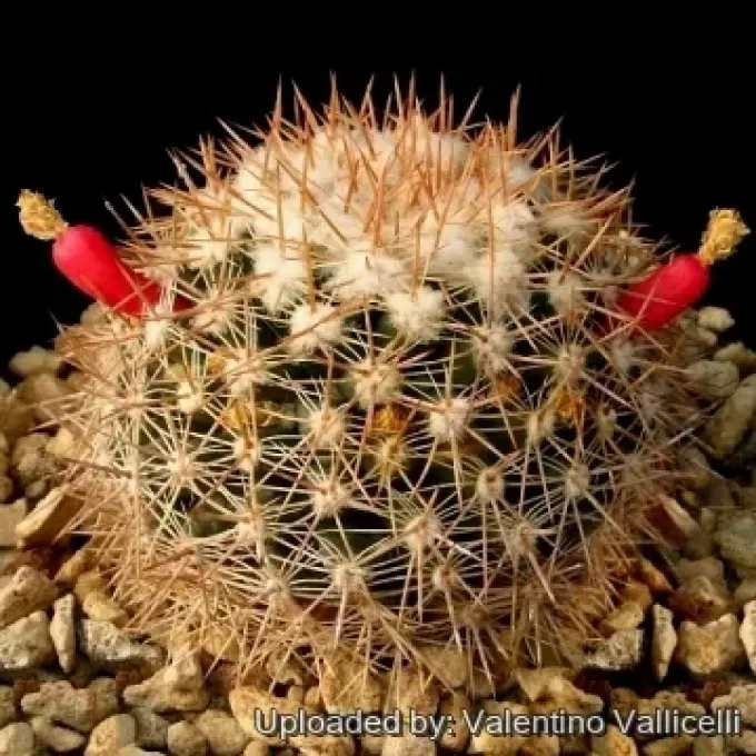Mammillaria heyderi