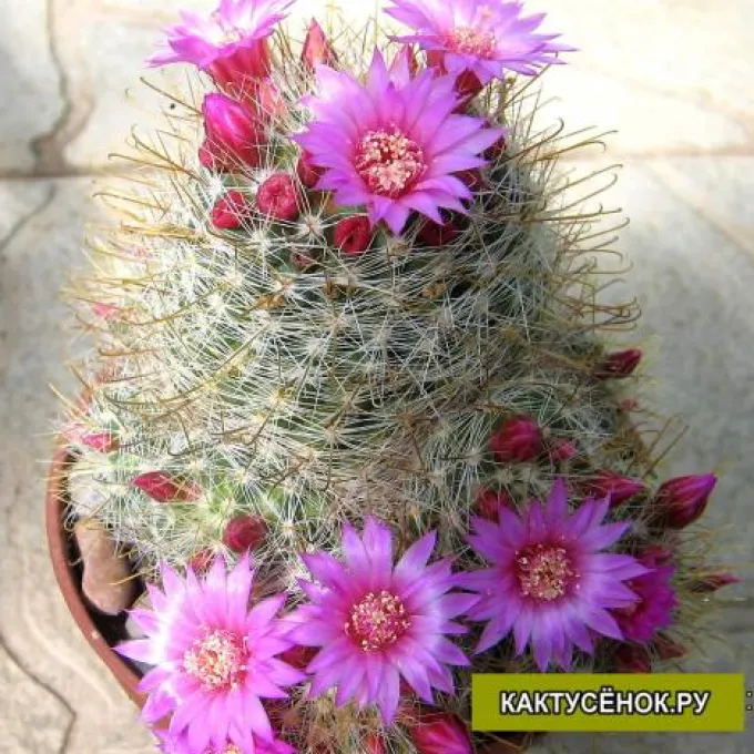 Mammillaria magnifica