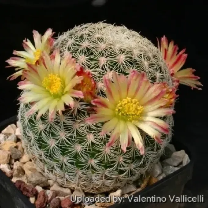 Mammillaria solisioides