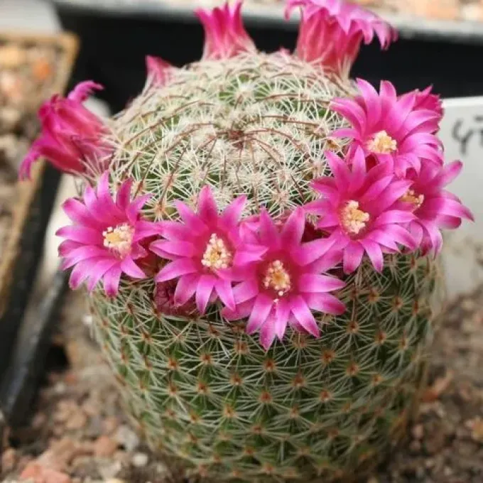 Mammillaria matudae