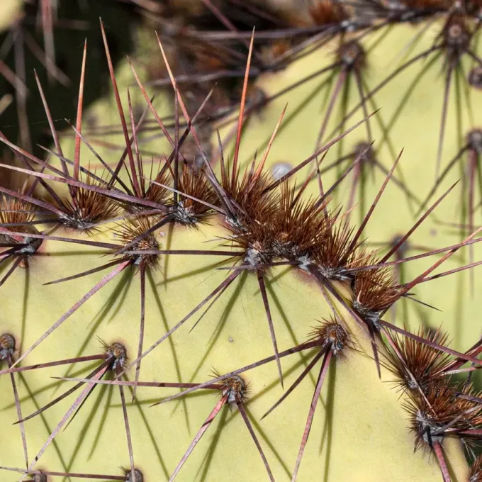 Blue prickly pear