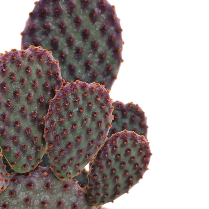Opuntia delaetiana