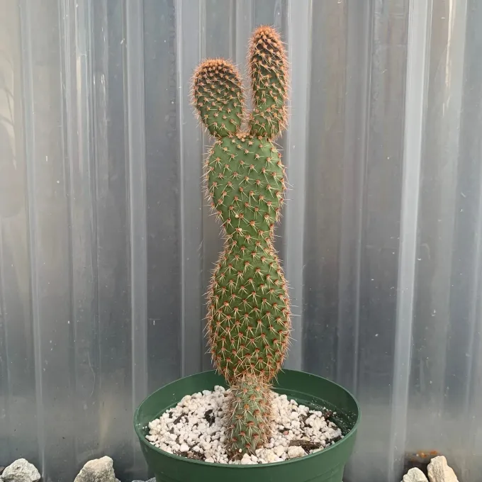 Opuntia pycnantha
