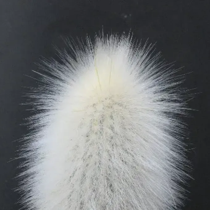 Cleistocactus chrysocephalus