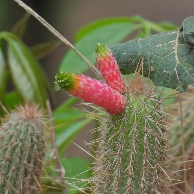 Cleistocactus smaragdiflorus