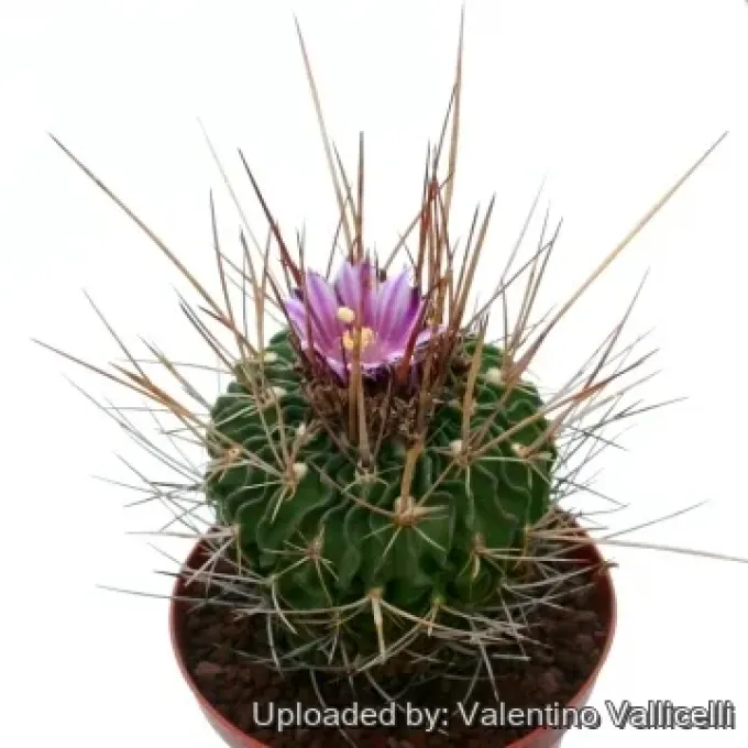 Echinofossulocactus sulphureus