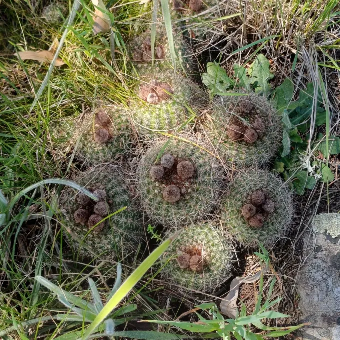 Notocactus tabularis