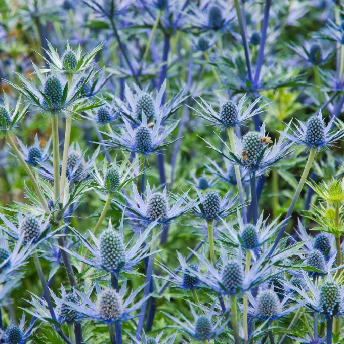 Oliver's eryngo