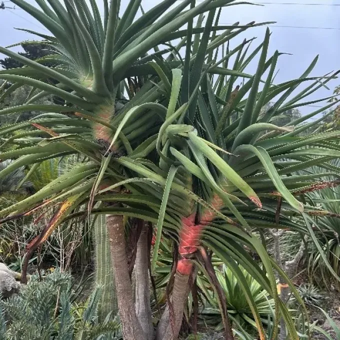 Алоиддендрон тонганский