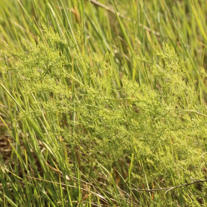 Pallas's asparagus