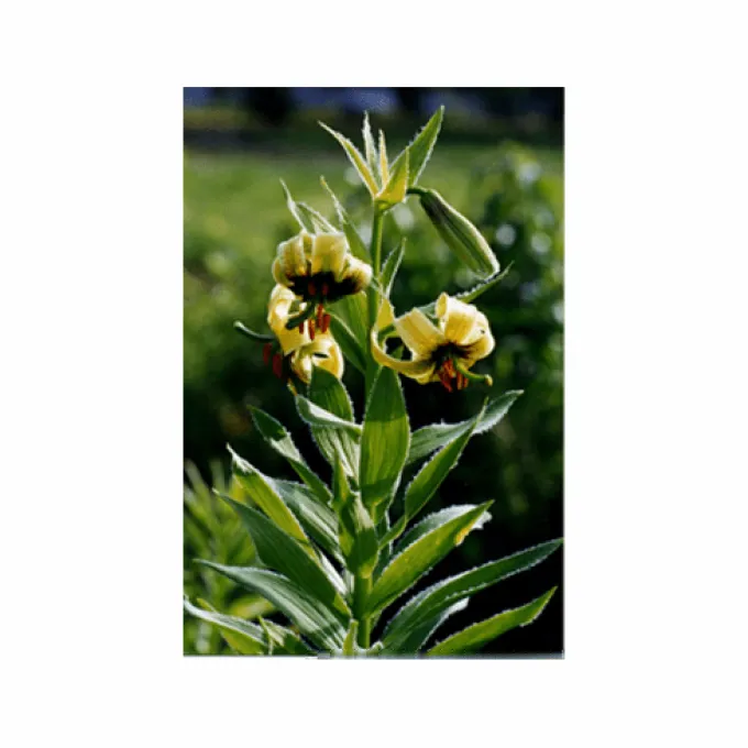 Ciliate lily