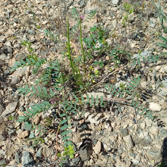 Astragalus oxyglottis