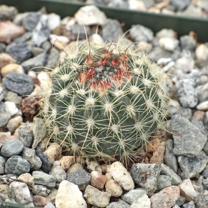 Parodia alacriportana