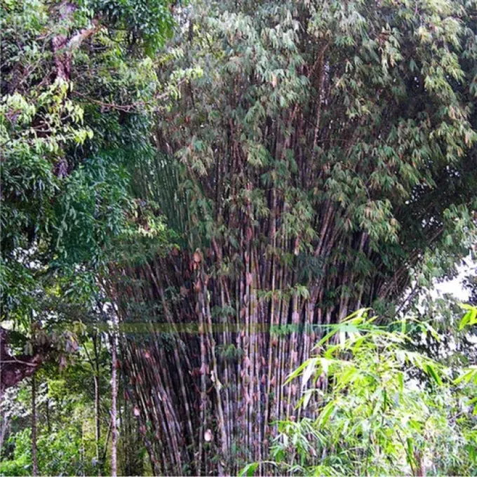Gigantochloa apus