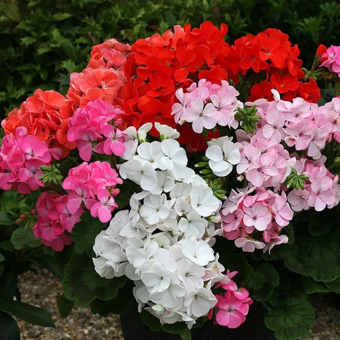 Pelargonium hybrids