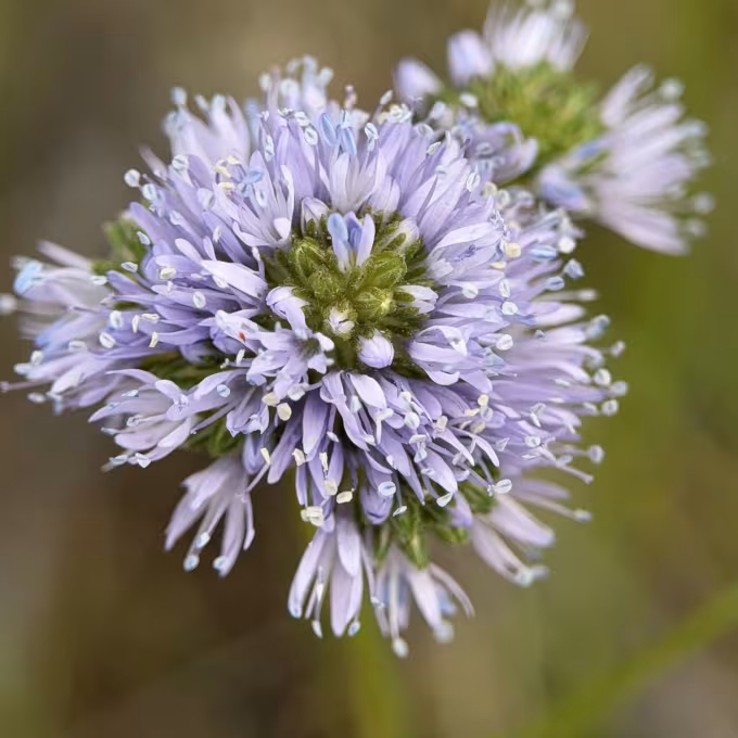 Globe Gilia